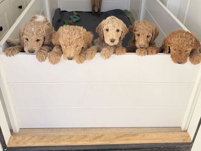 F3 Standard Golden doodle puppies