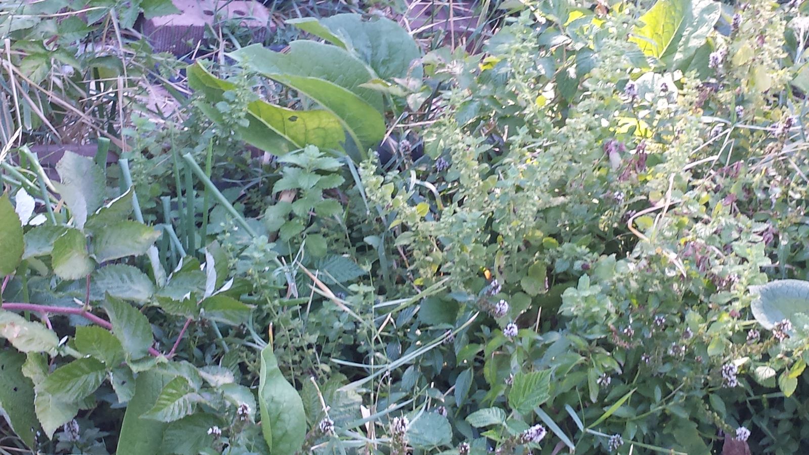 2 yr Hackbrrry delicious berry tree bring 5 gal pot $49.99