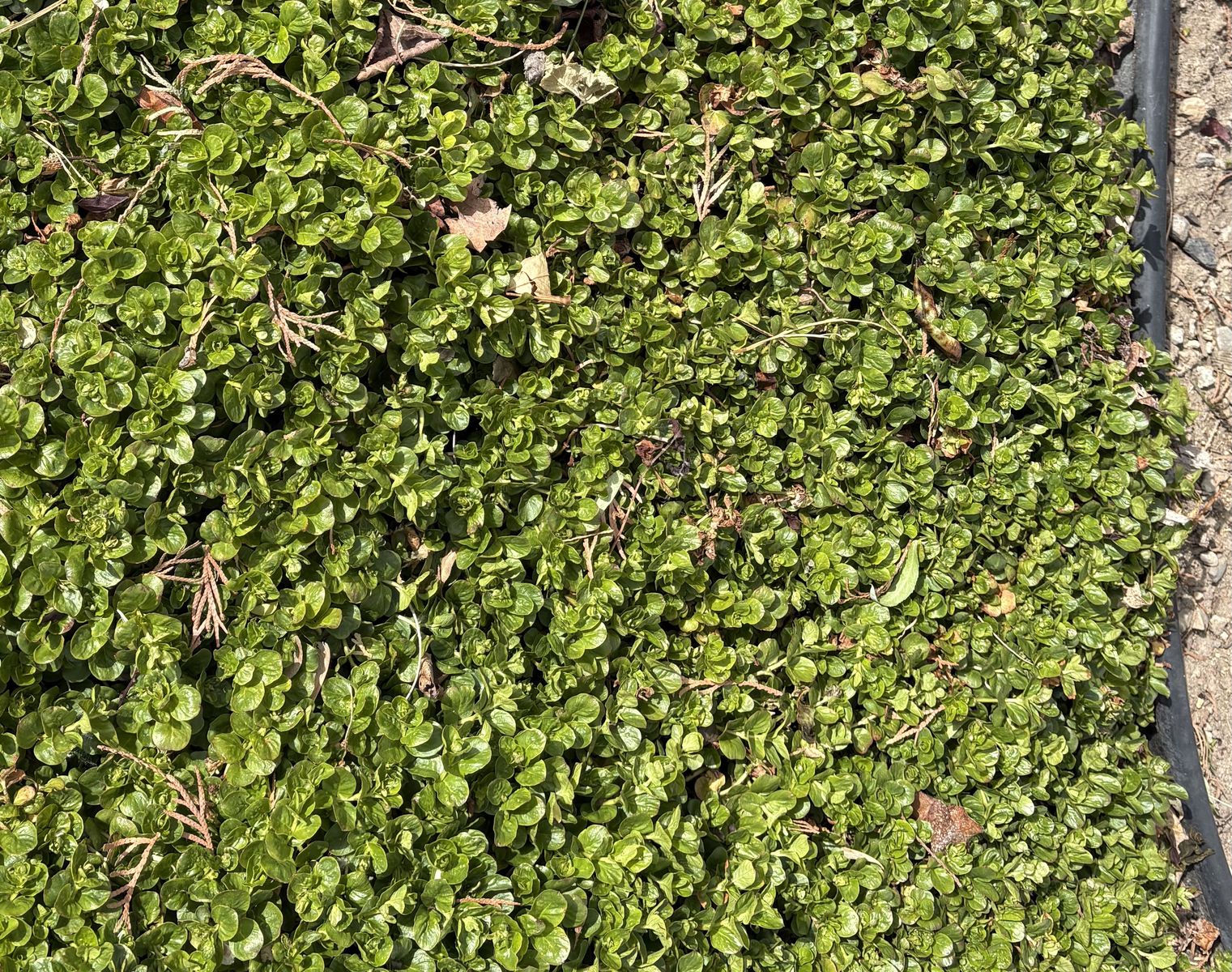 Ground cover Creeping Jenny healthy and lush, gets yellow flowers