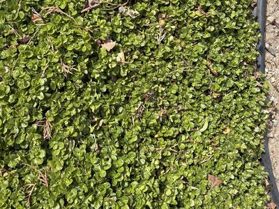 Ground cover Creeping Jenny healthy and lush, gets yellow flowers