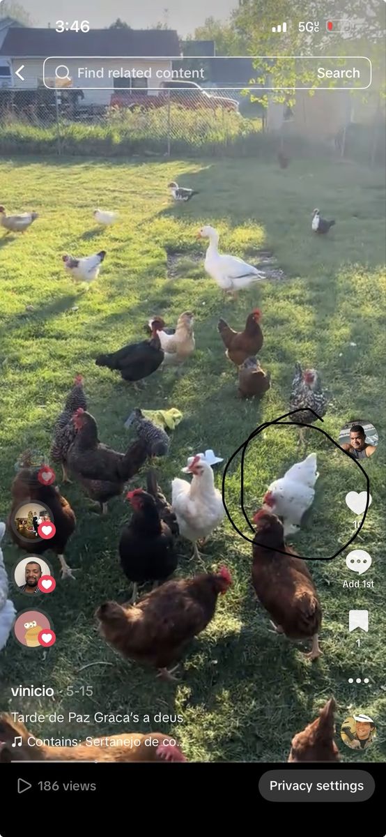 Chicken 