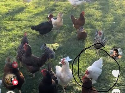 Chicken