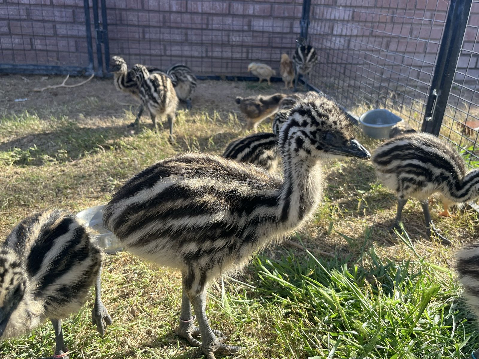 Emu chicks