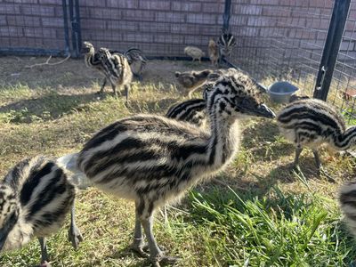 Emu chicks