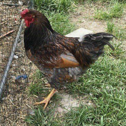 roosters needing new ladies