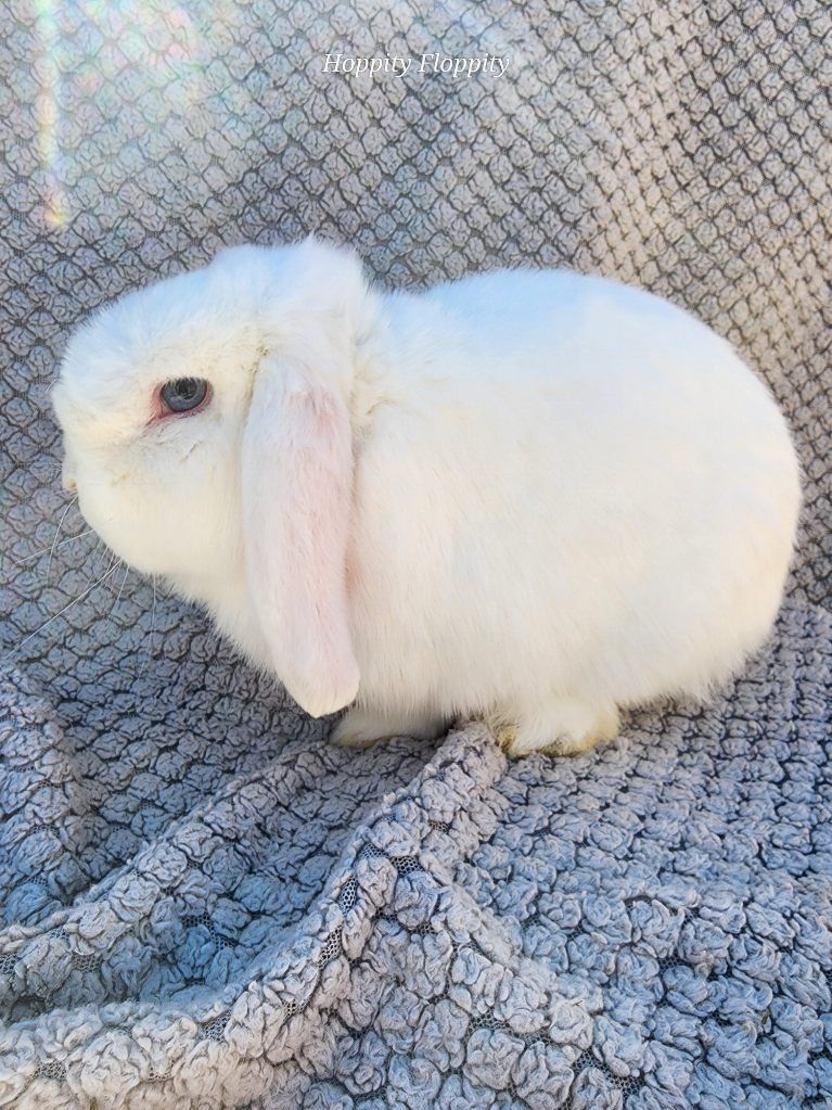 'Wonderwall' BEW Holland Lop Buck