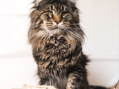 Adult Maine Coons