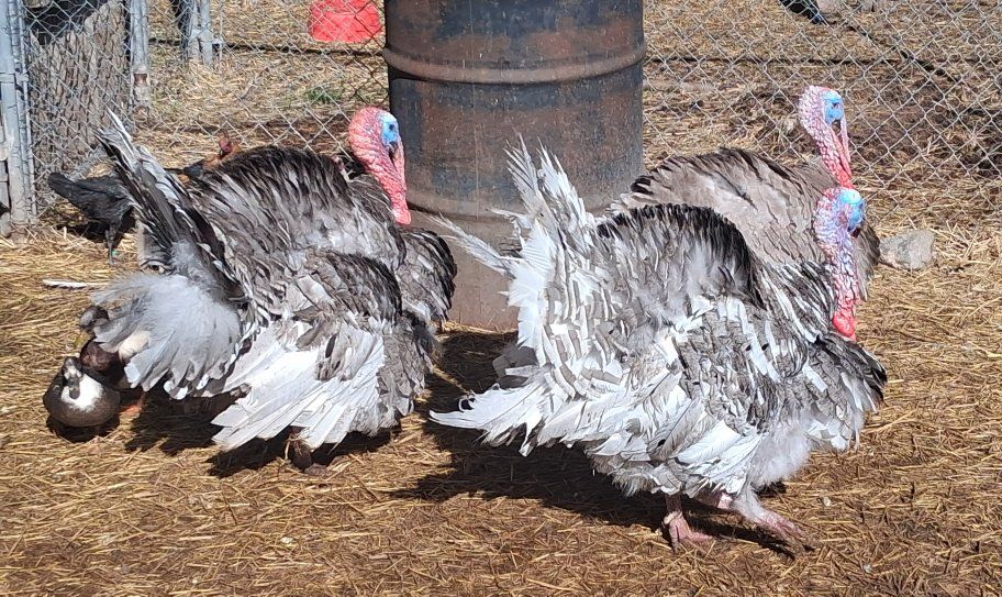 Slate Blue Heritage Tom Turkeys