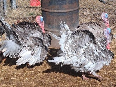 Slate Blue Heritage Tom Turkeys