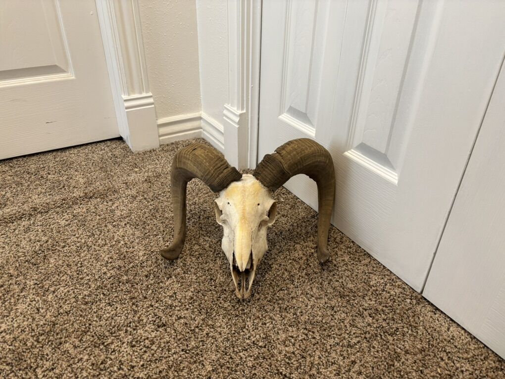 Cordican Sheep Skull