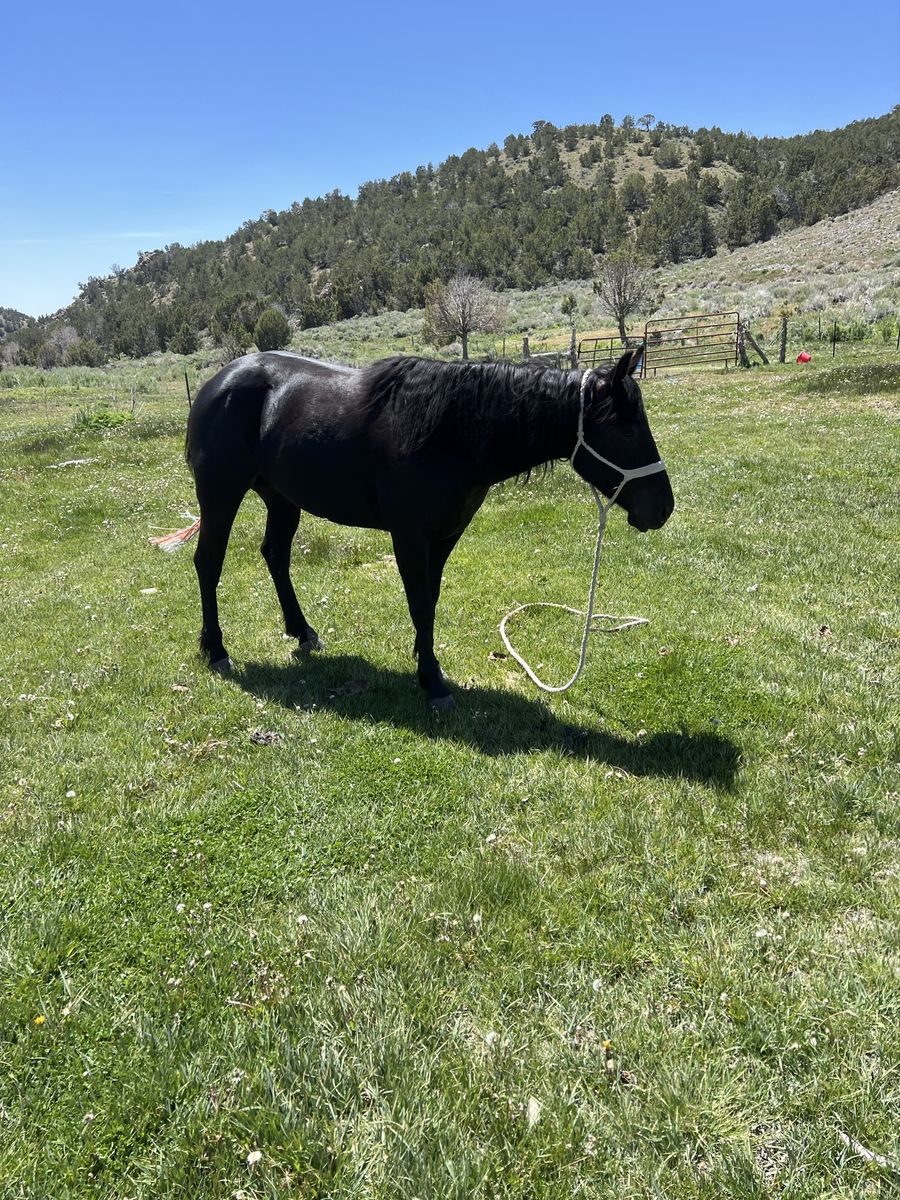 4 yr grade mare