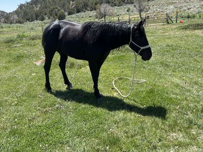 4 yr grade mare