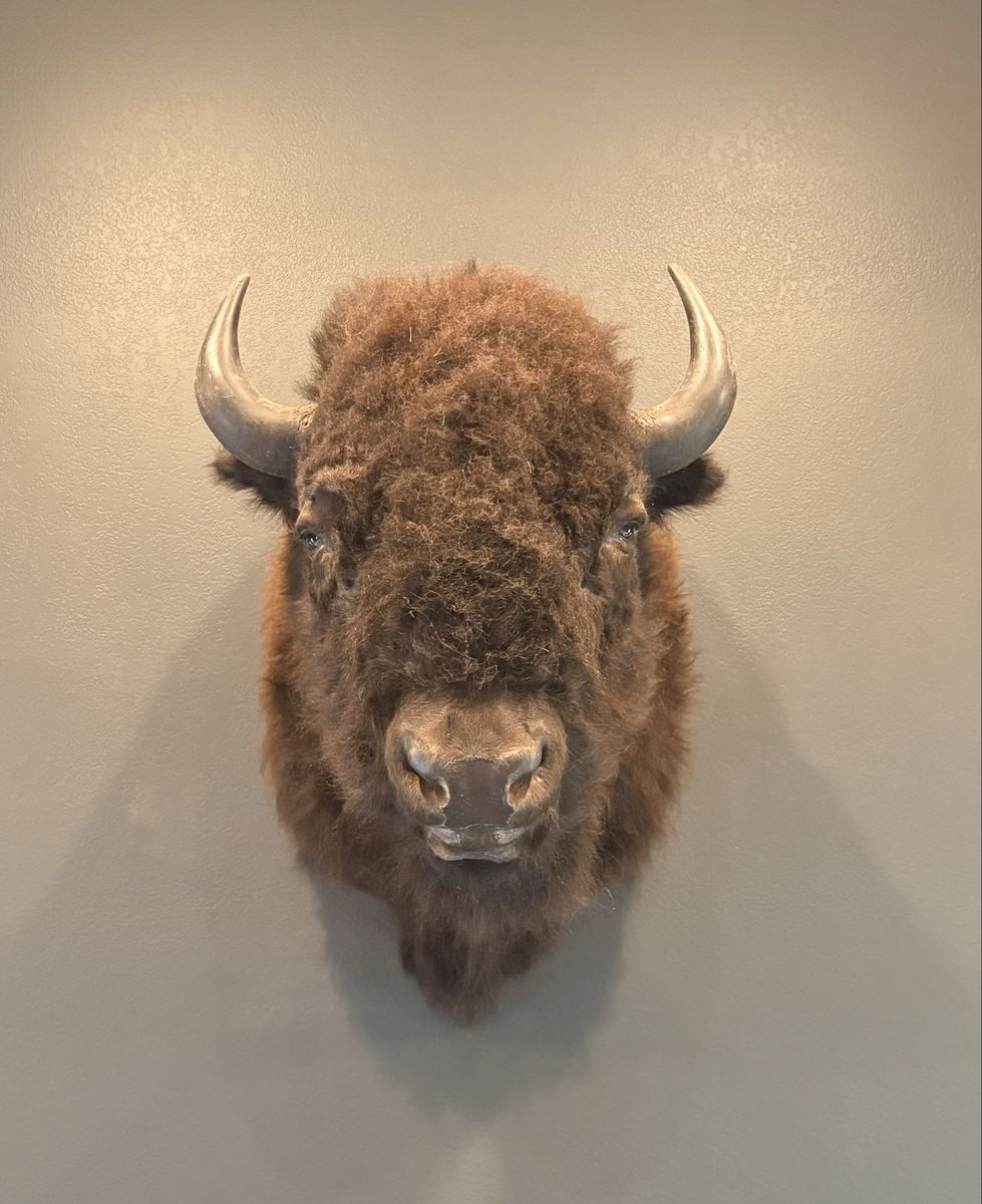 Bison Mount with Hide and Pillow
