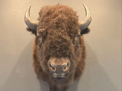 Bison Mount with Hide and Pillow