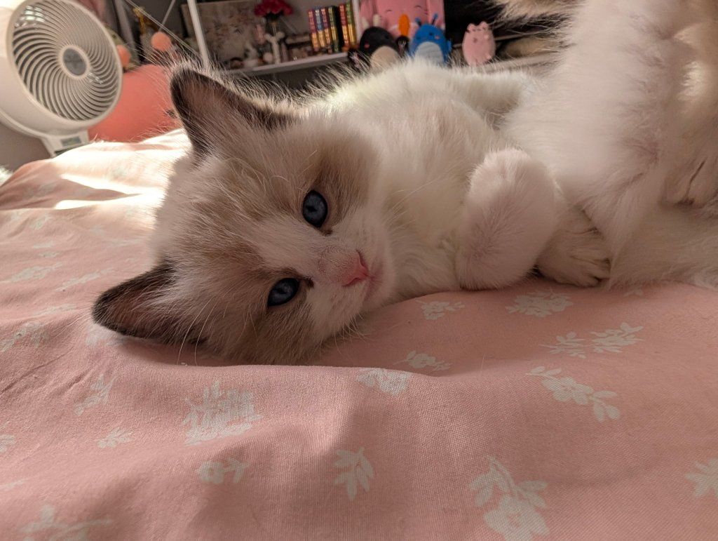TICA ragdoll kitten, seal bicolor