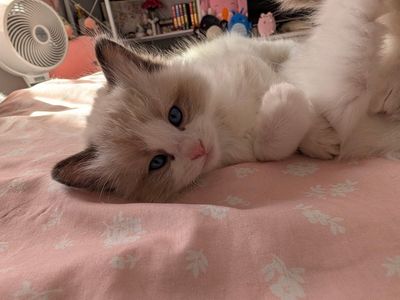 TICA ragdoll kitten, seal bicolor