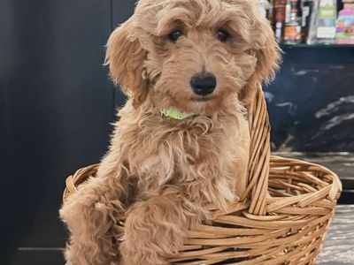 Calm Kennel Trained Mini Goldendoodle Puppies