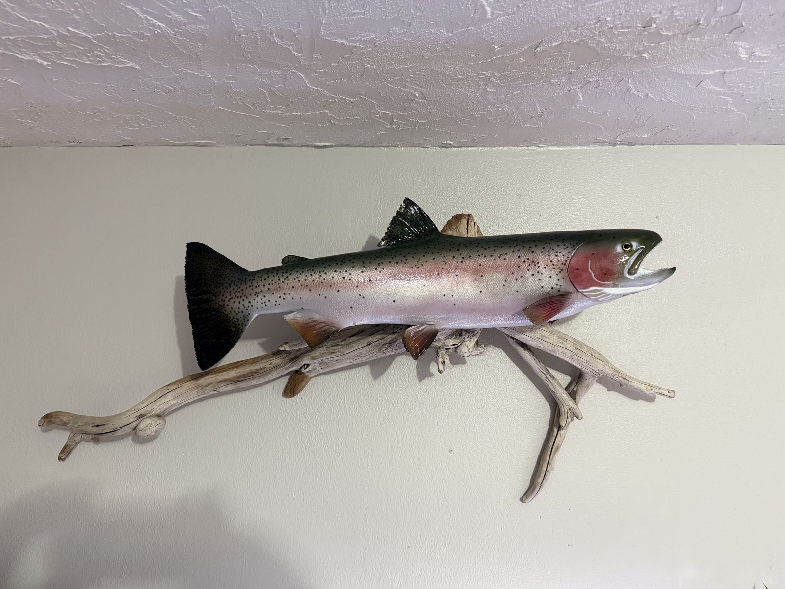 Repro steelhead