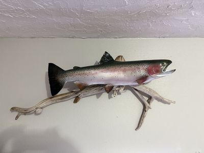 Repro steelhead