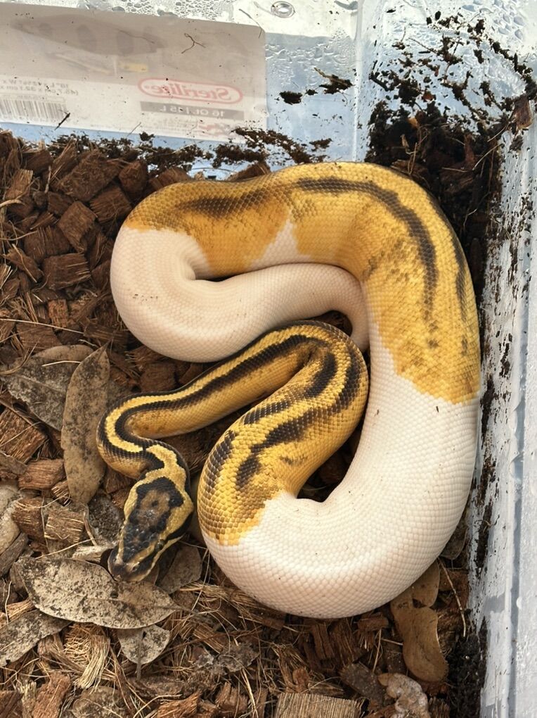 Male Enchi, Pastel, Het Axanthic, Het Desert Ghost