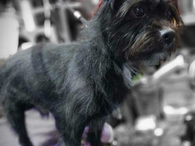 Nigel the Brussels Griffon