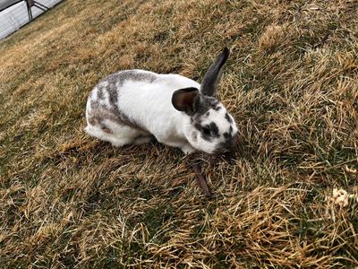 English Spot Rabbit