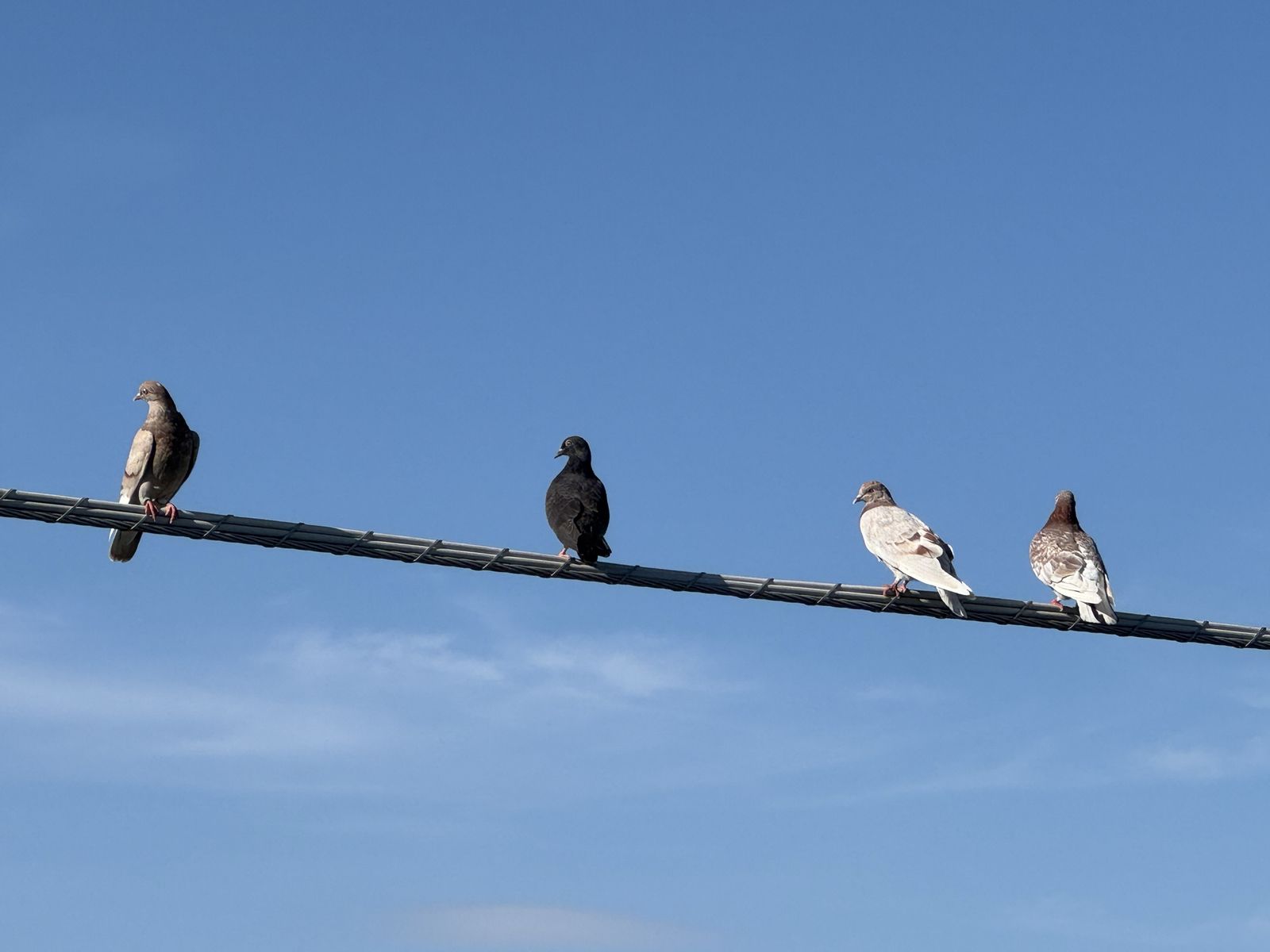 Roller Pigeons