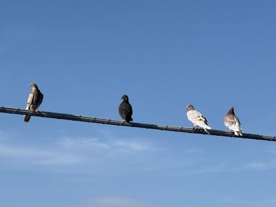 Roller Pigeons