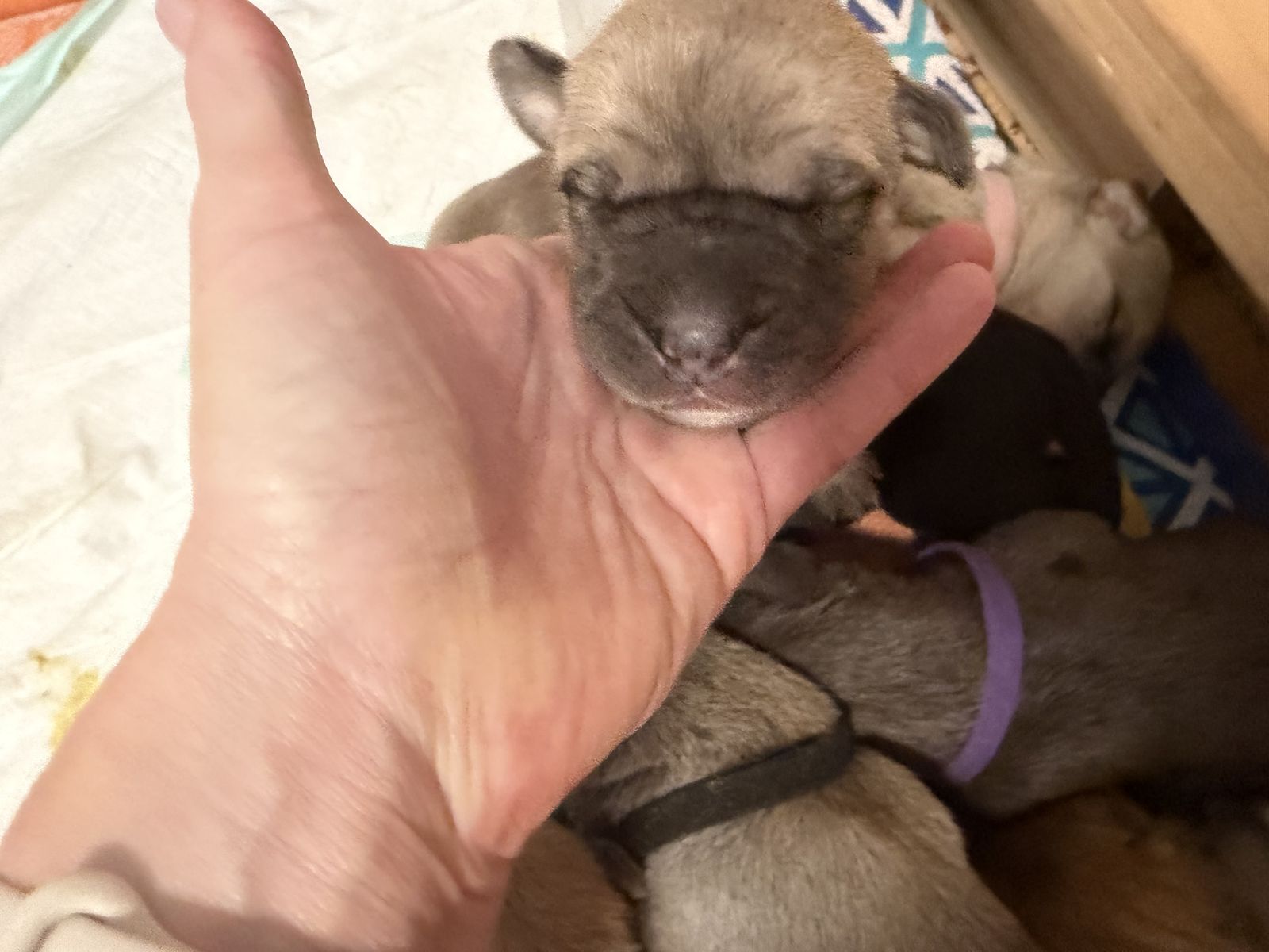 Adorable  Daniff Newborn Puppies. English mastiff/Great Dane