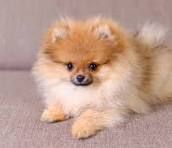Looking for a Purebred Pomeranian Female Puppy