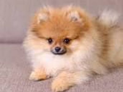 Looking for a Purebred Pomeranian Female Puppy