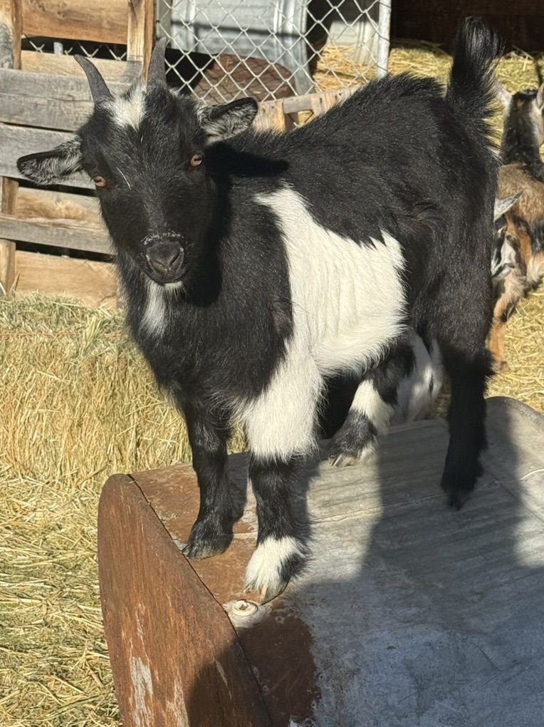 Nigerian Drawf Female Goat
