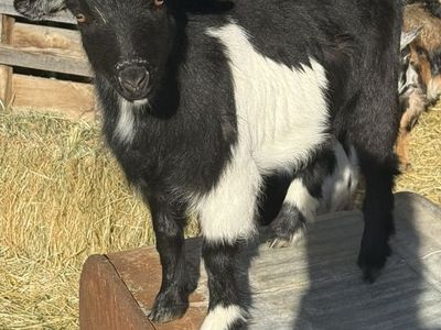 Nigerian Drawf Female Goat