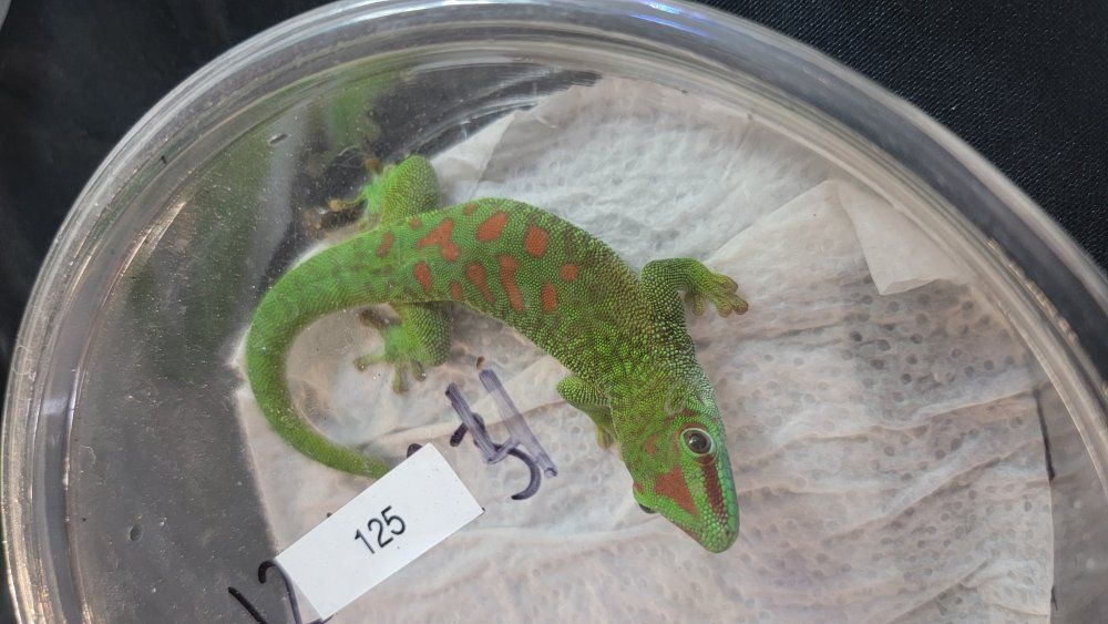 1 year old crimson day gecko