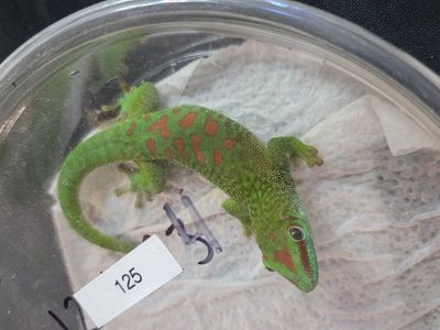 1 year old crimson day gecko