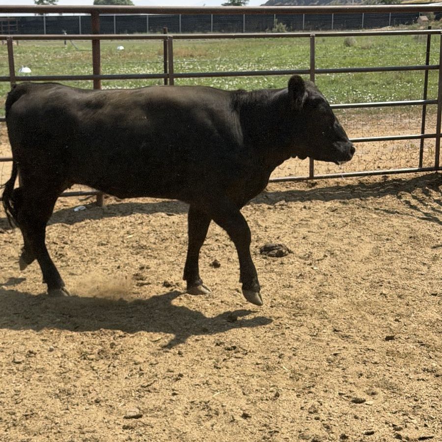 Black heifer 