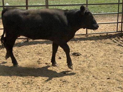 Black heifer