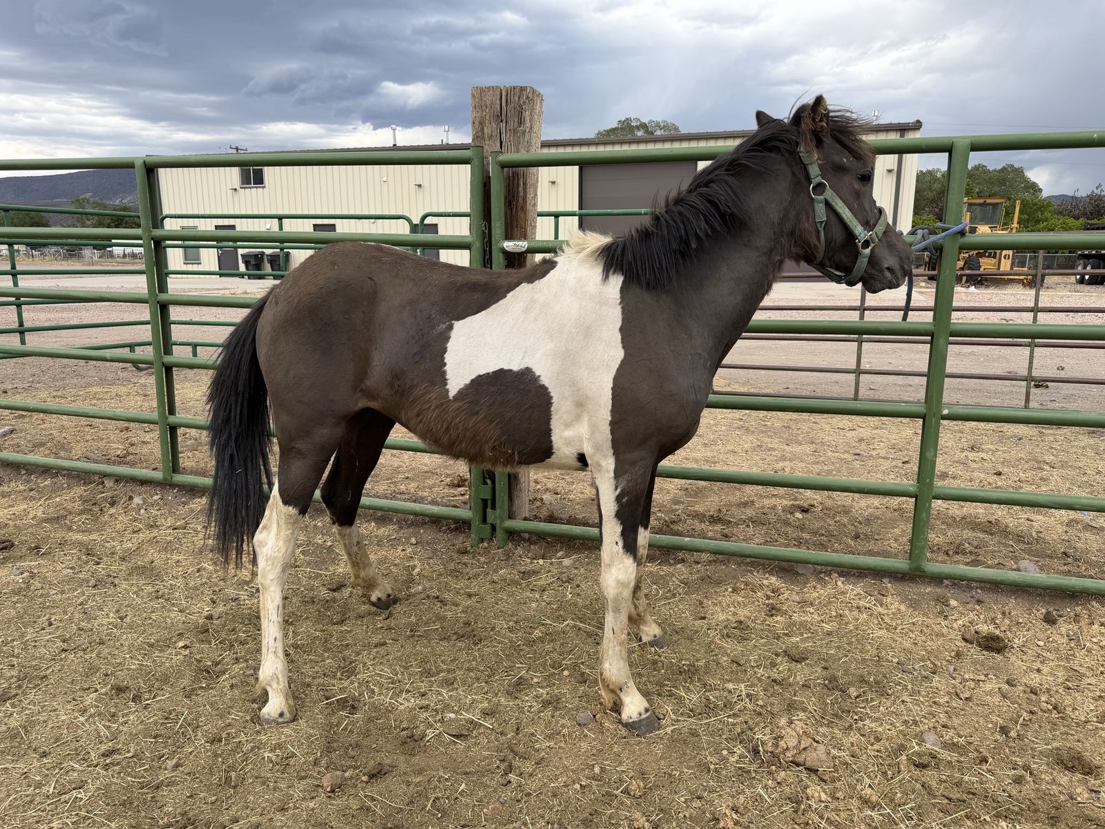 Paint filly yearling