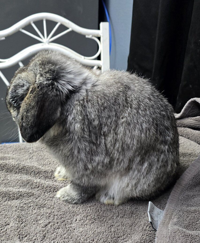 Holland Lop Buck