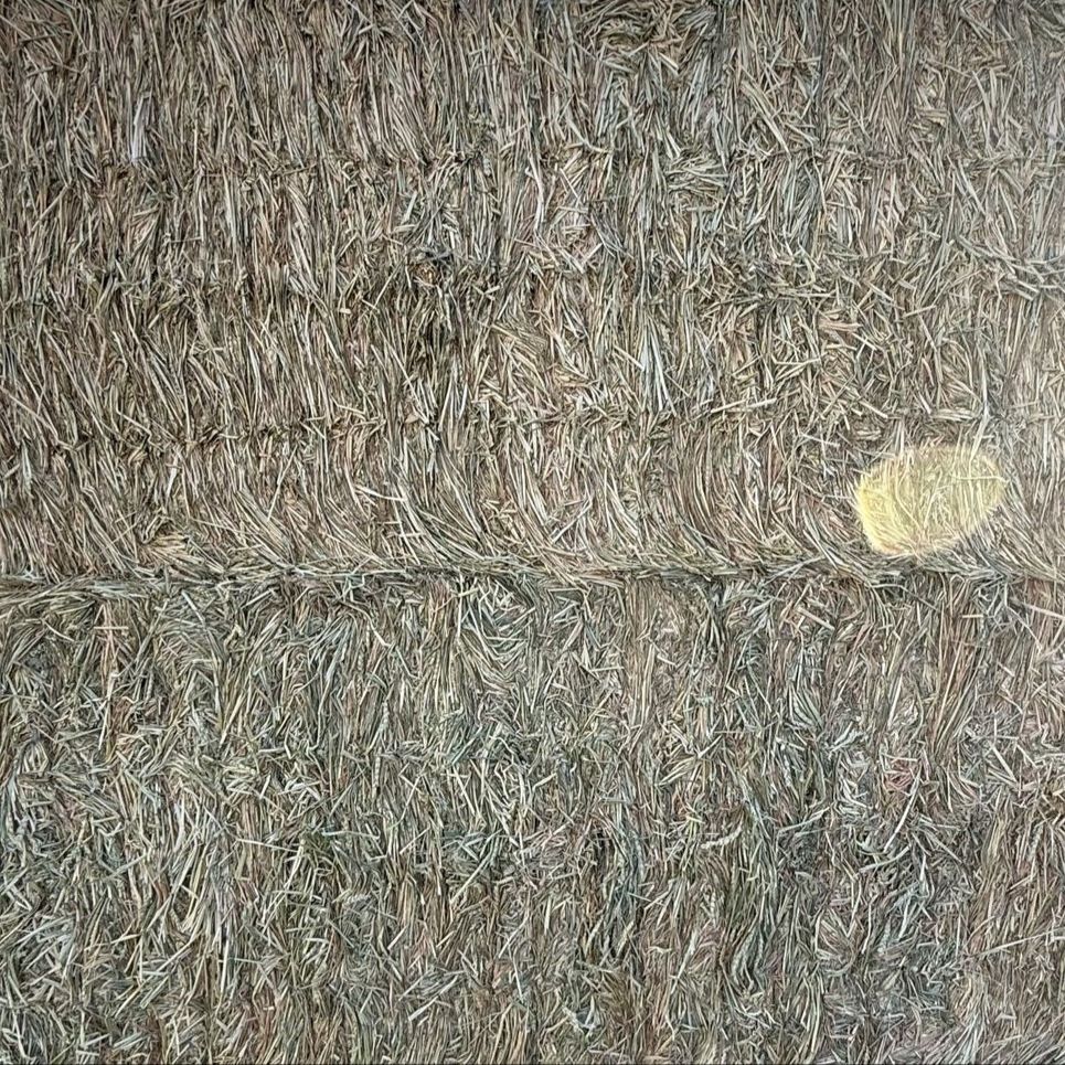 Wheat hay