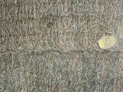 Wheat hay