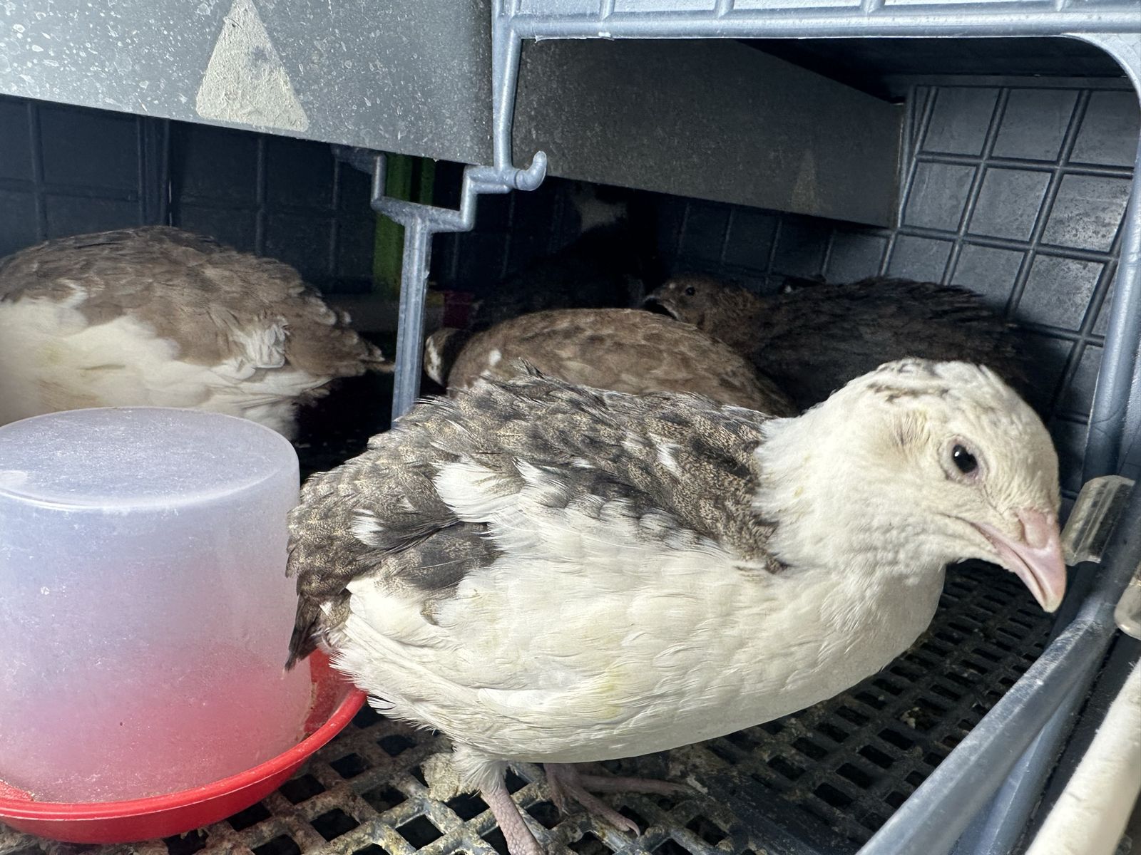 Celadon Coturnix Quail