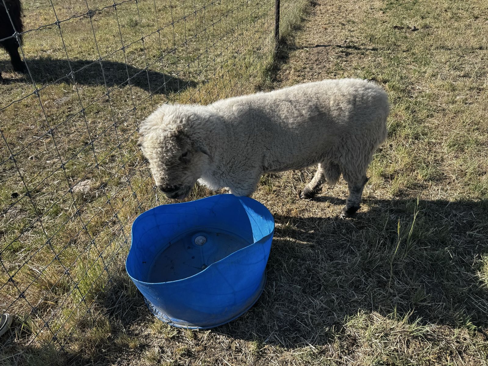 Buck for sale