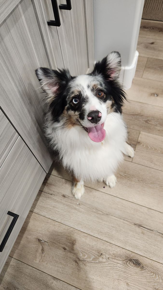 Mini Australian Shepherd Looking for the Right Home