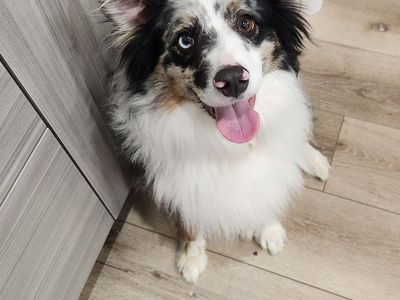 Mini Australian Shepherd Looking for the Right Home