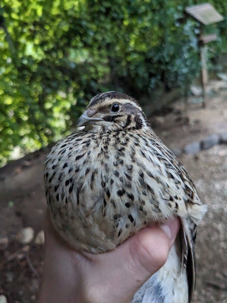 I have 2 contornix quail female,