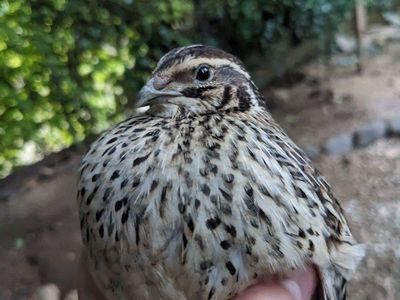 I have 2 contornix quail female,