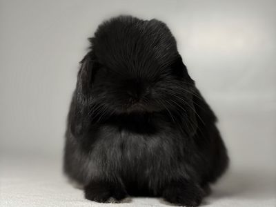 Holland Lop Buck