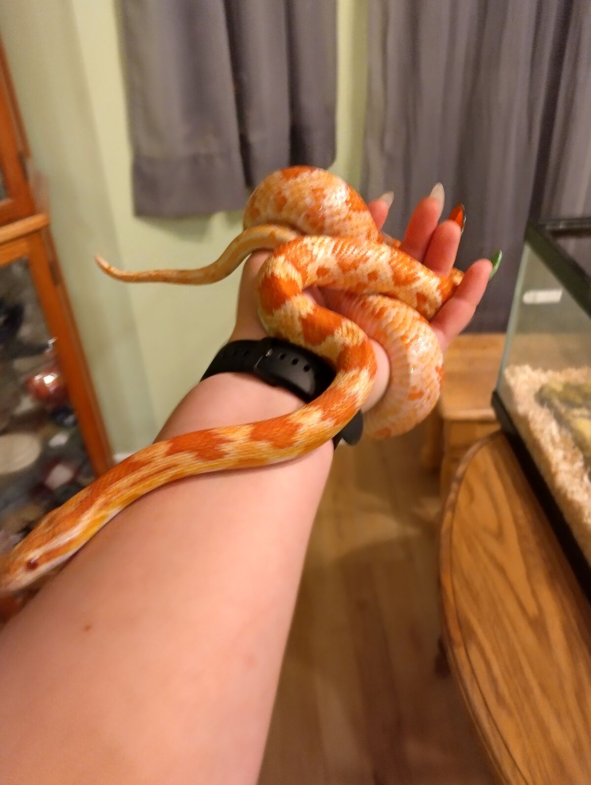 Pet Corn Snake