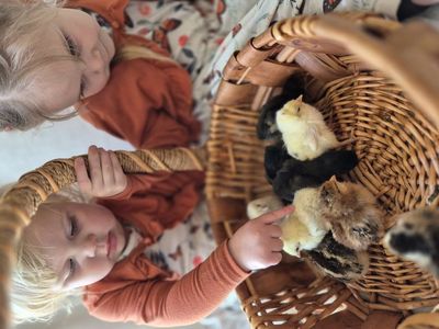 2 week old chicks! healthy and strong!